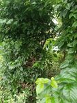 繁茂绿植景观