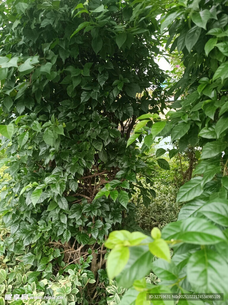 繁茂绿植景观