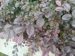 紫叶植物特写