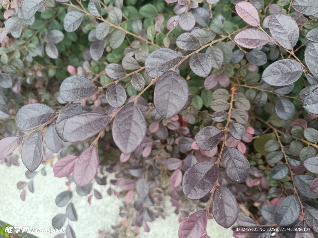 紫叶植物特写
