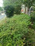路边繁茂的绿色灌木丛