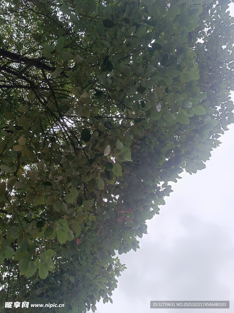 仰视茂密树冠