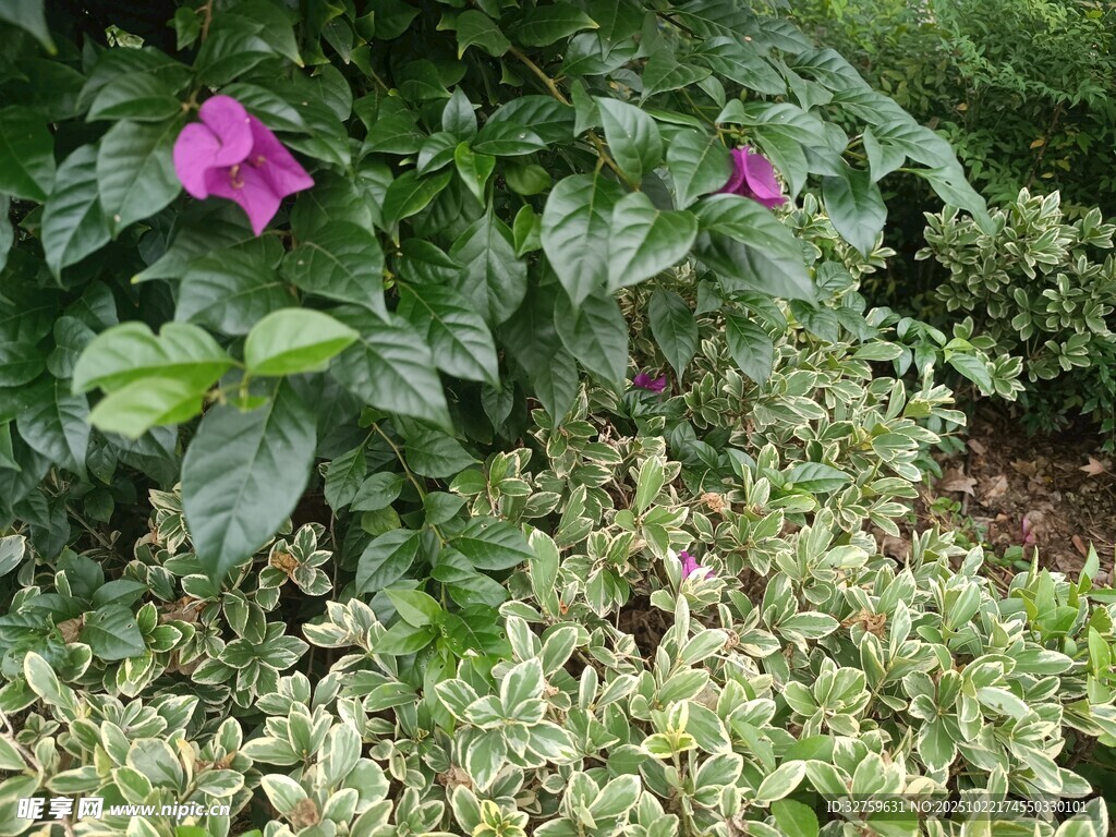绿叶丛中的娇艳紫花