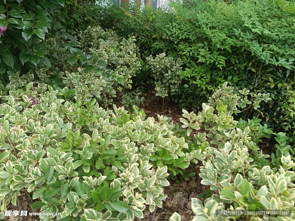 绿意盎然的植物景观