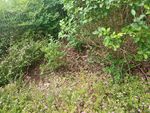 野外繁茂绿植景象