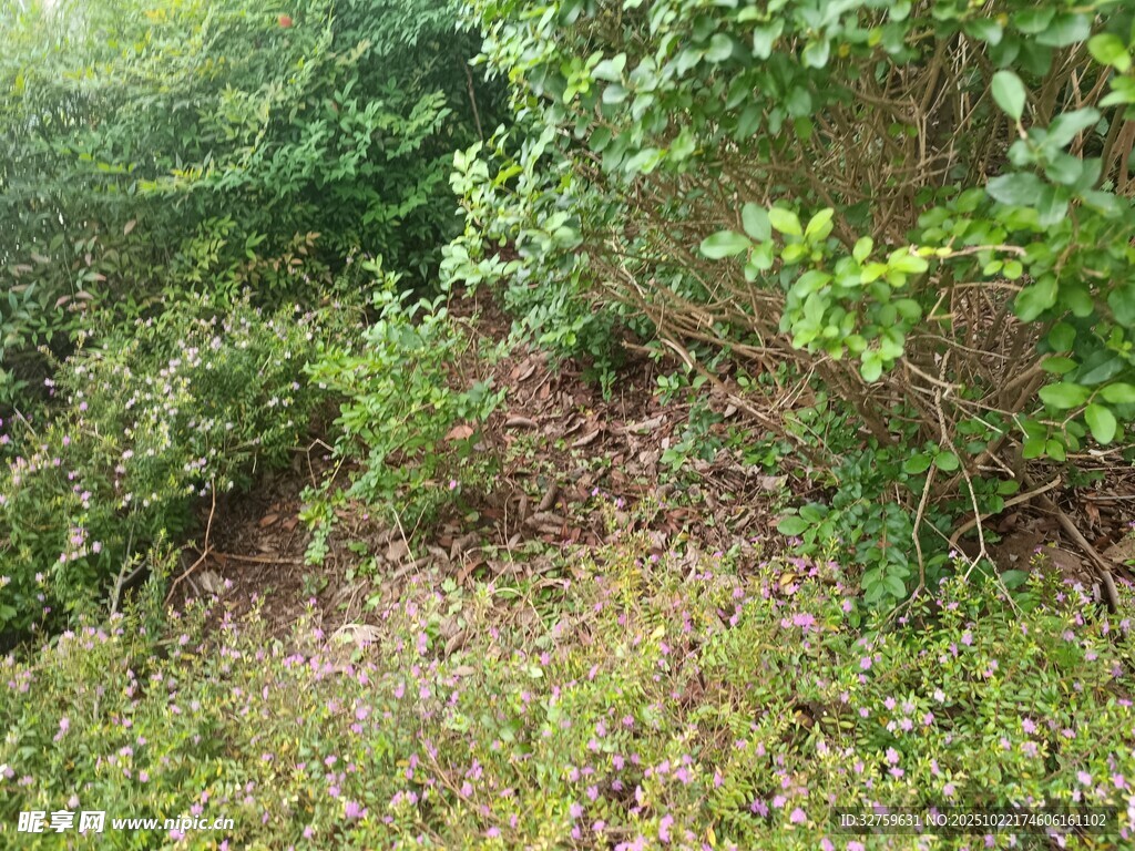 野外繁茂绿植景象