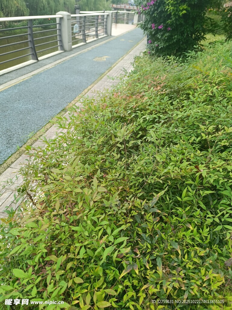 河边绿植环绕的幽静步道