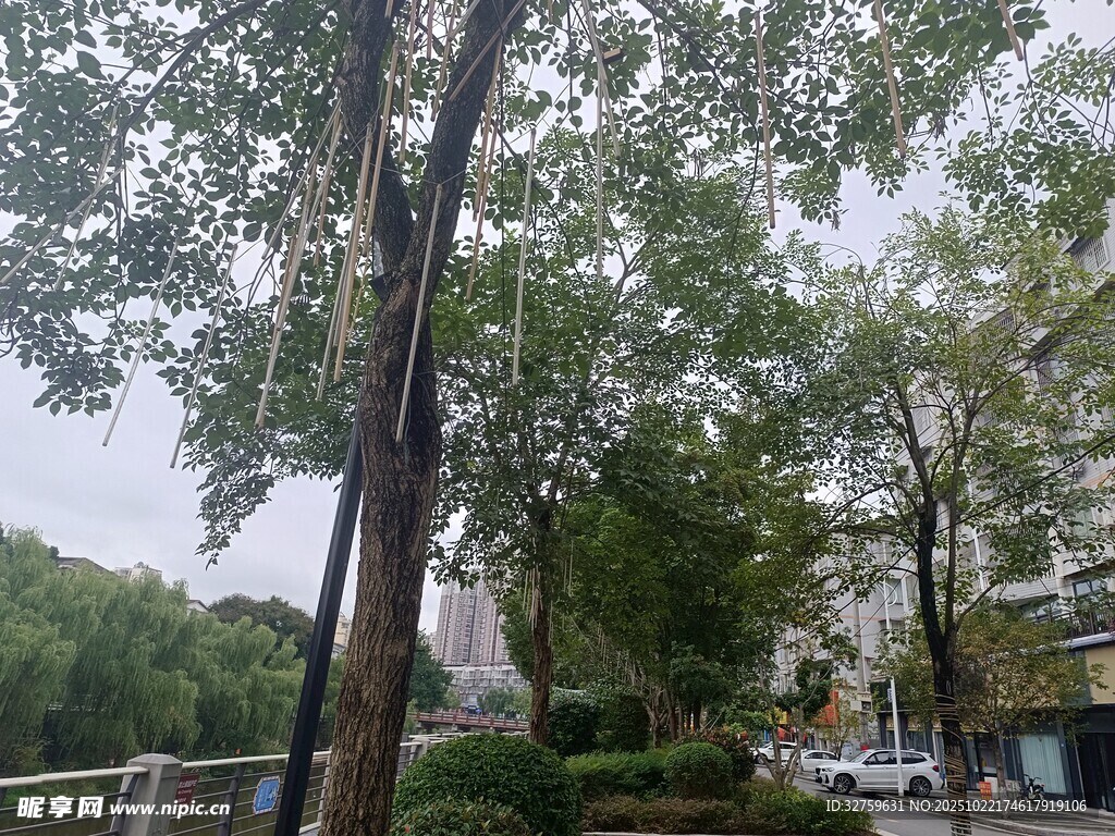 城市街道绿树成荫景观