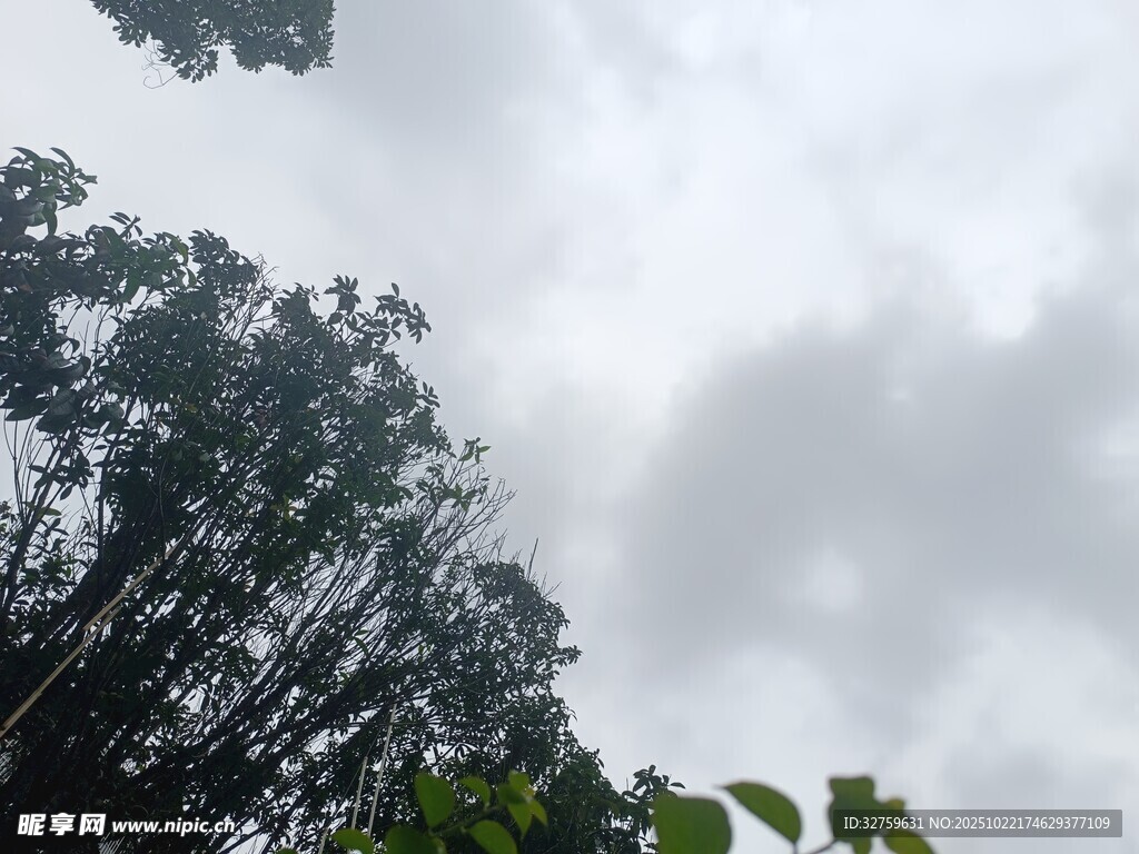 天空下的繁茂绿树