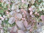 粉紫色叶片植物特写