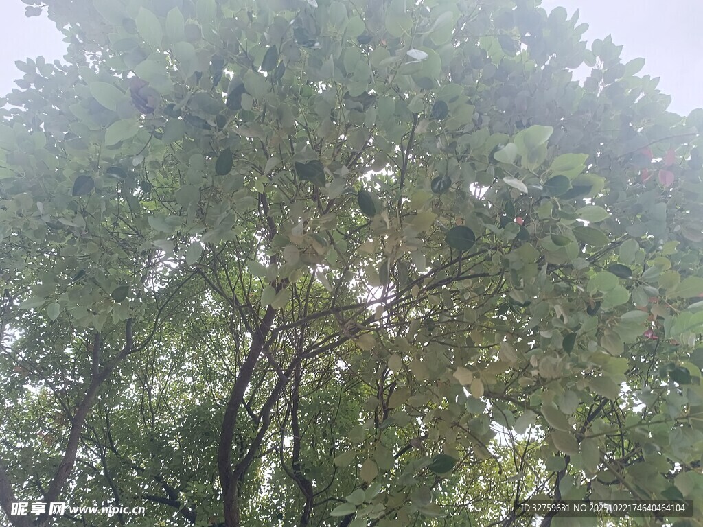 茂密树林中的绿意景象