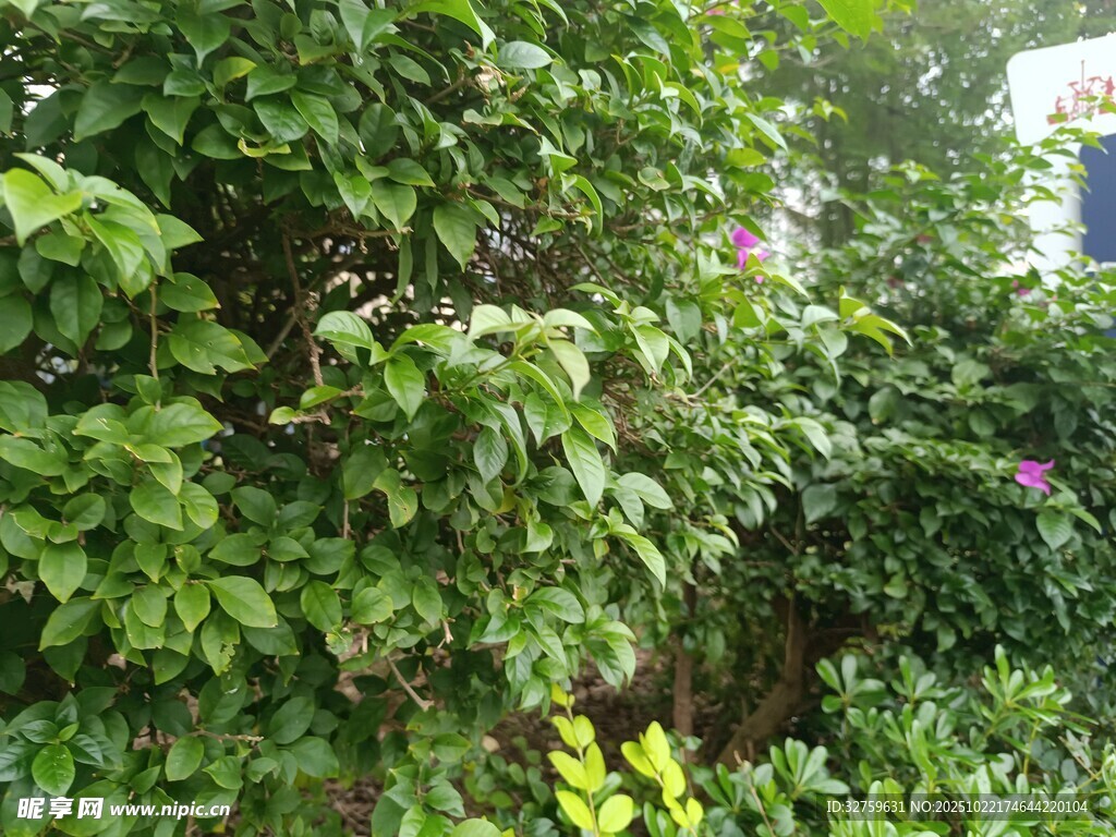 繁茂绿植景观