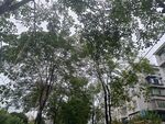 小区内的高大树木景观