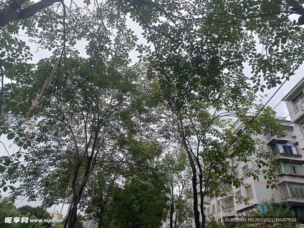 小区内的高大树木景观