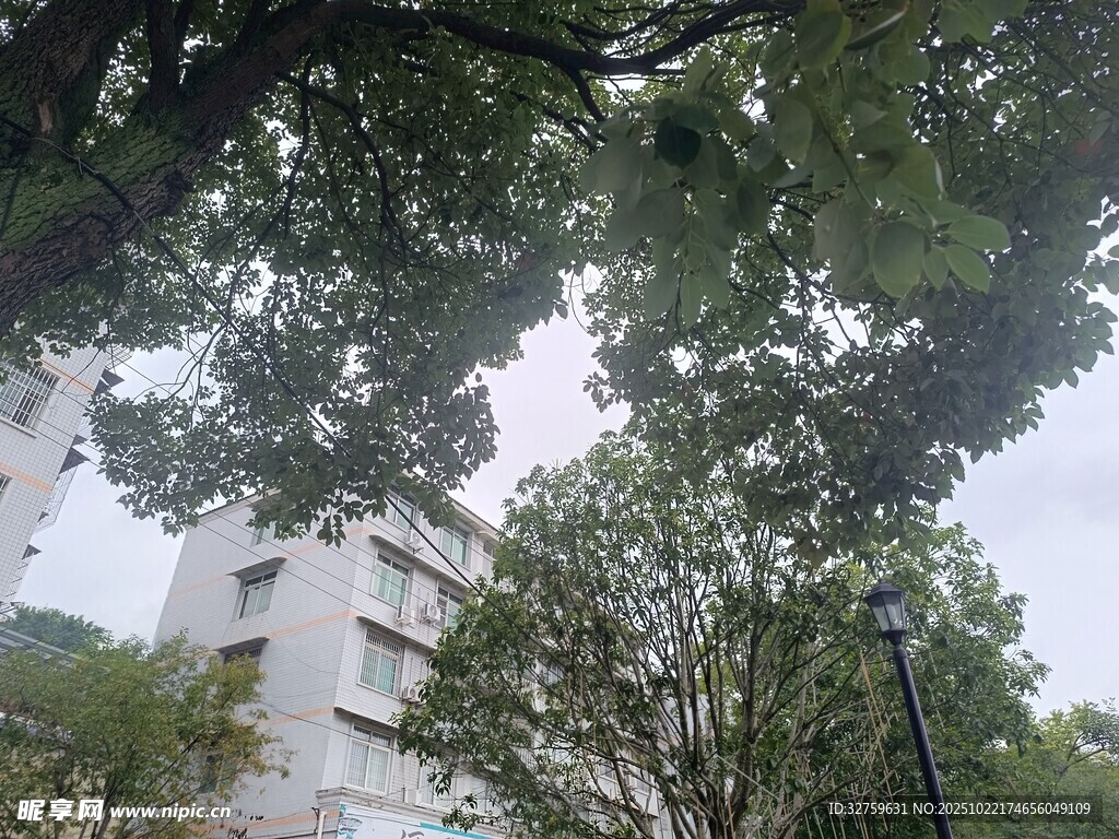 绿树掩映下的白色建筑