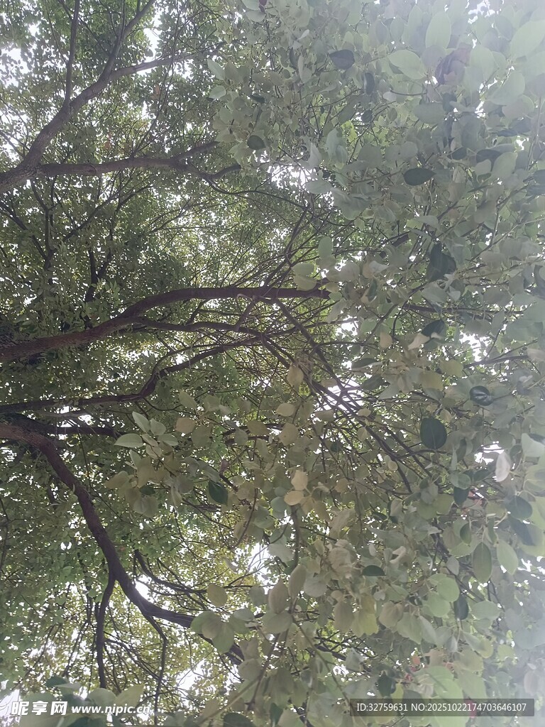 仰视繁茂大树枝叶