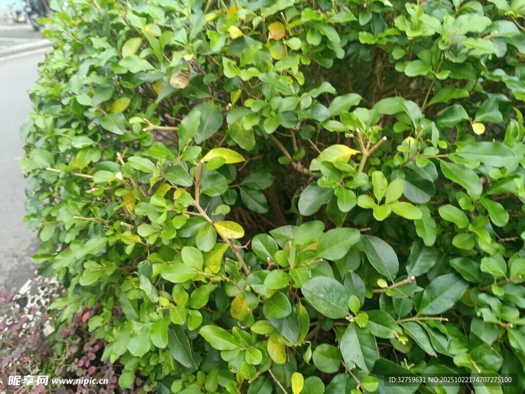 绿叶繁茂的灌木丛