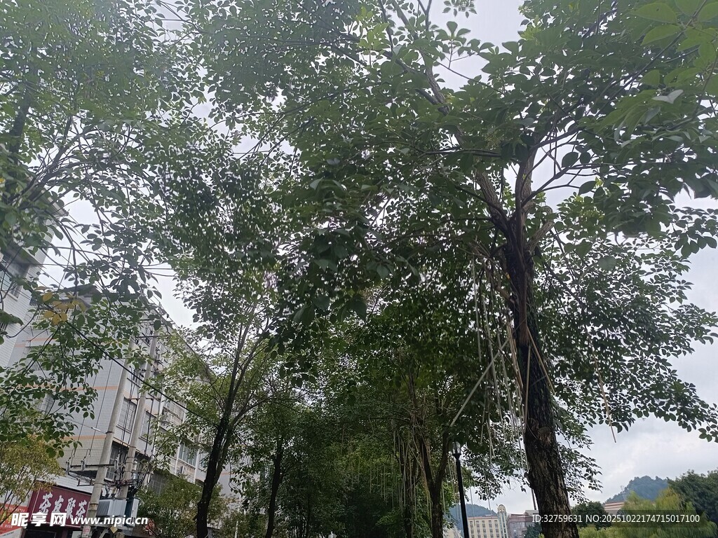 城市中葱郁的绿树景观