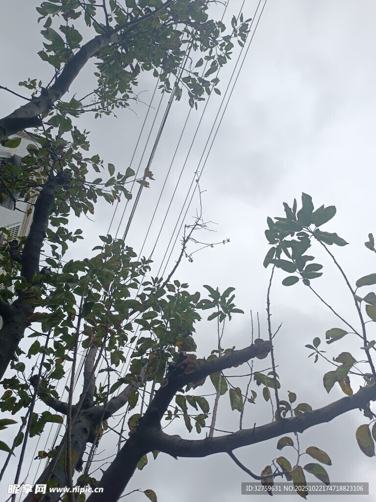 雨中树枝与交错电线