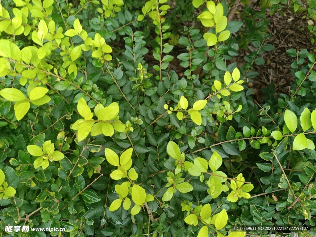 金黄小花植物景观