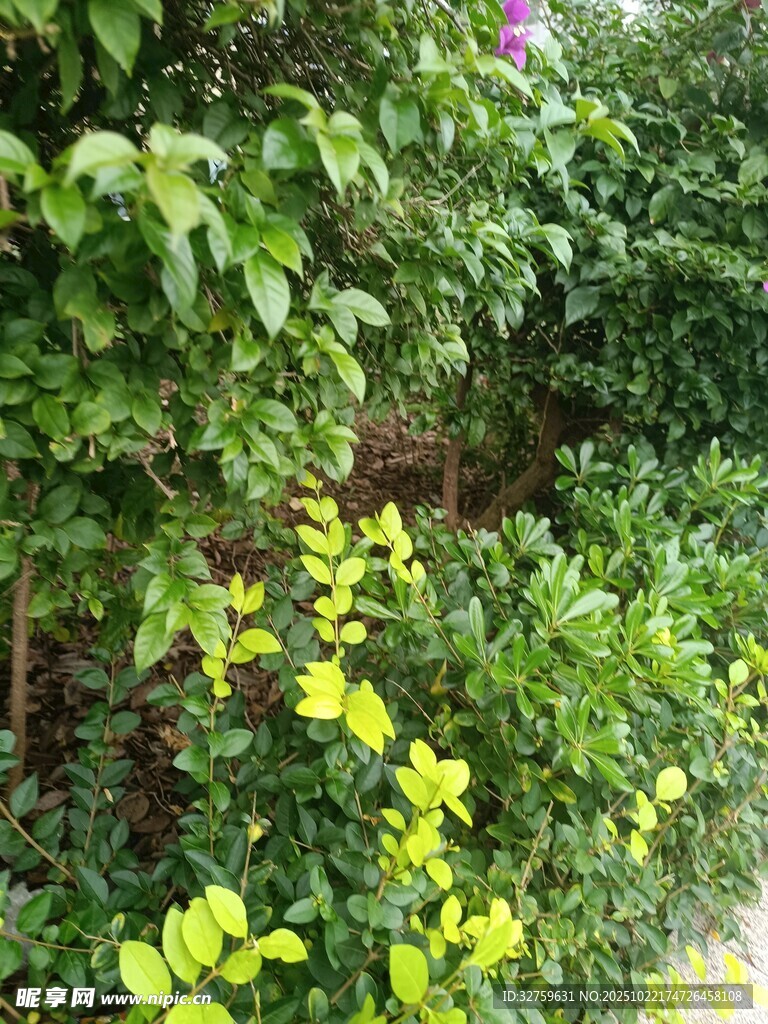 绿意盎然的花园植物景观