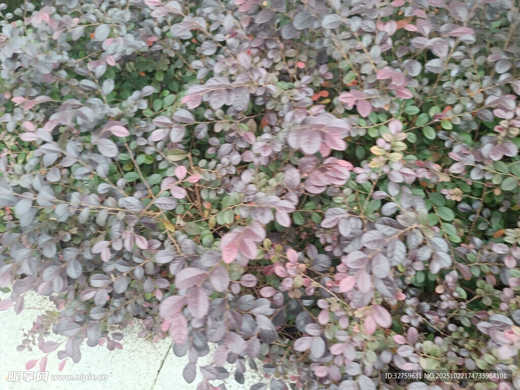 繁花似锦的植物景观