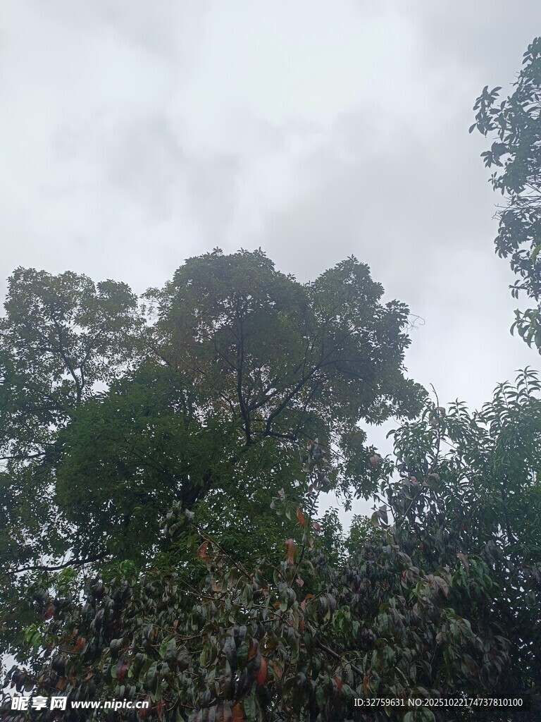 茂密树林上方的阴沉天空