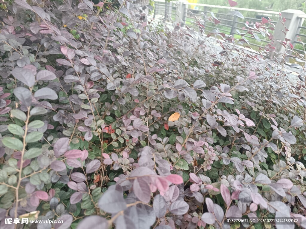 紫色植物景观