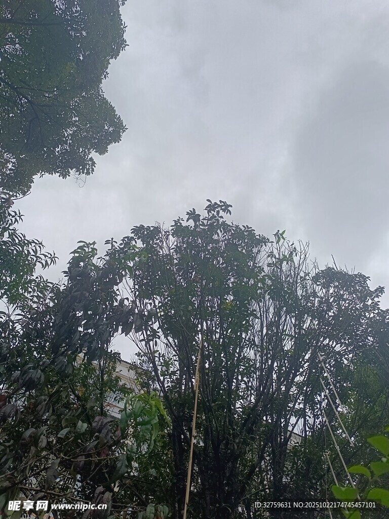 茂密丛林中的高大树木