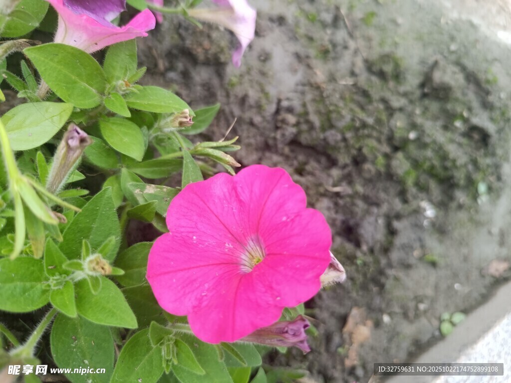 娇艳粉色矮牵牛花