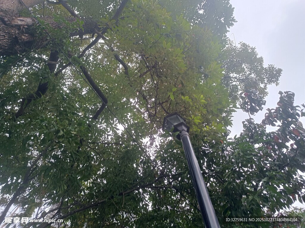 仰视茂密树林中的树木