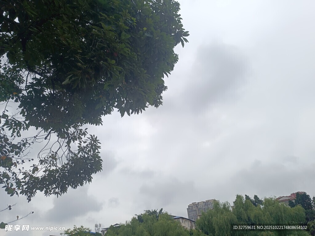 阴天树林景色