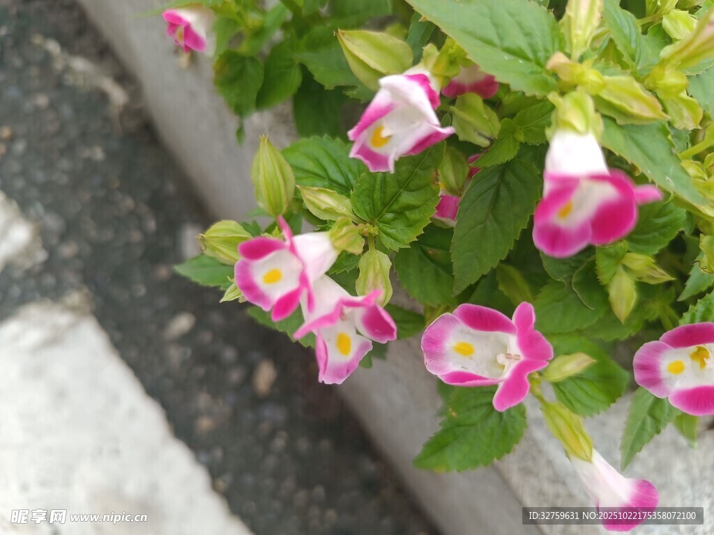 粉色花朵绽放于绿叶间
