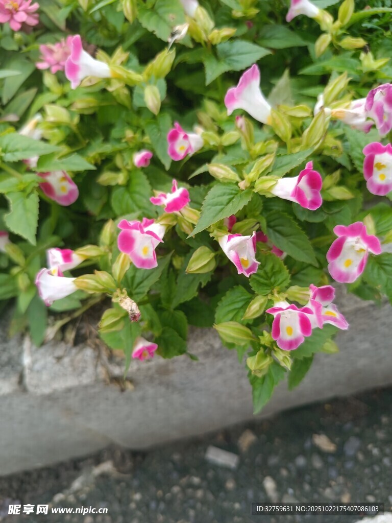 粉色花朵绿植盆栽特写