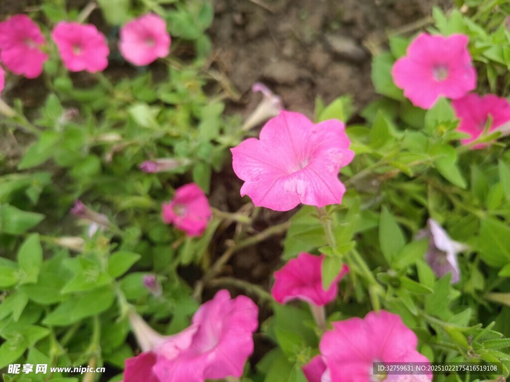 娇艳粉色小花绽放绿叶间