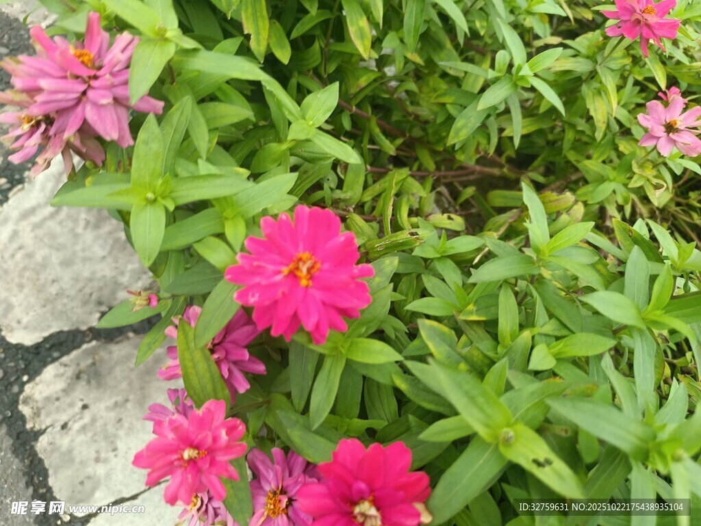 小径旁绽放的艳丽花朵