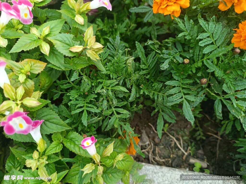 多彩花卉绿植景观