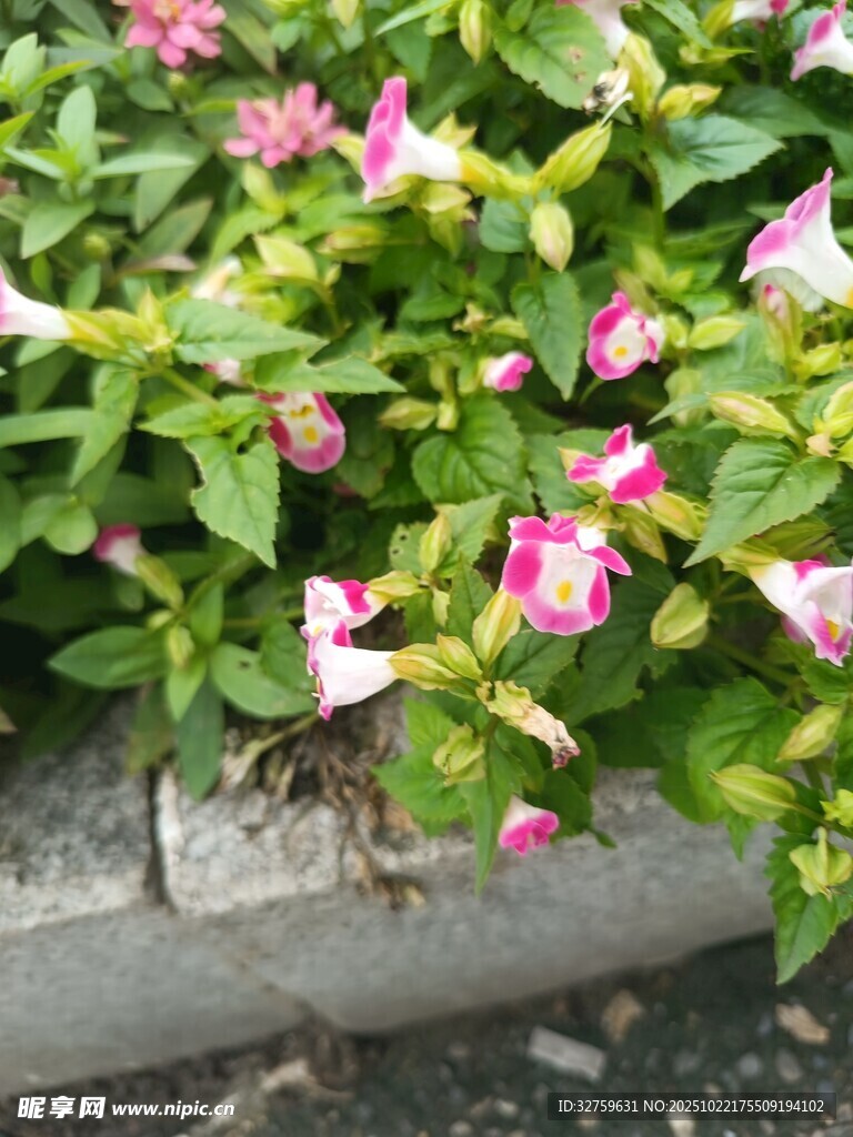 粉色花卉绿植装点花坛