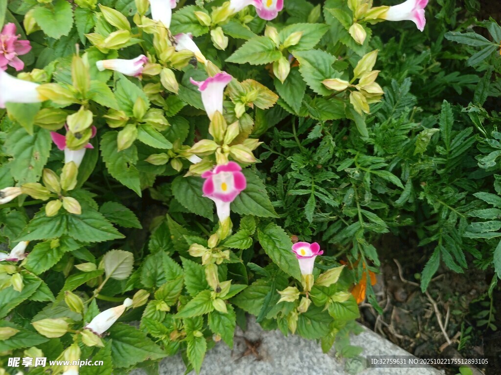 粉色小花绿叶植物景观