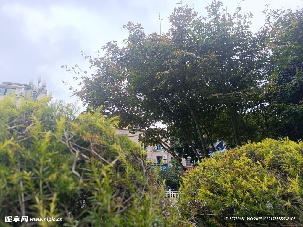 山林间的繁茂植被景观