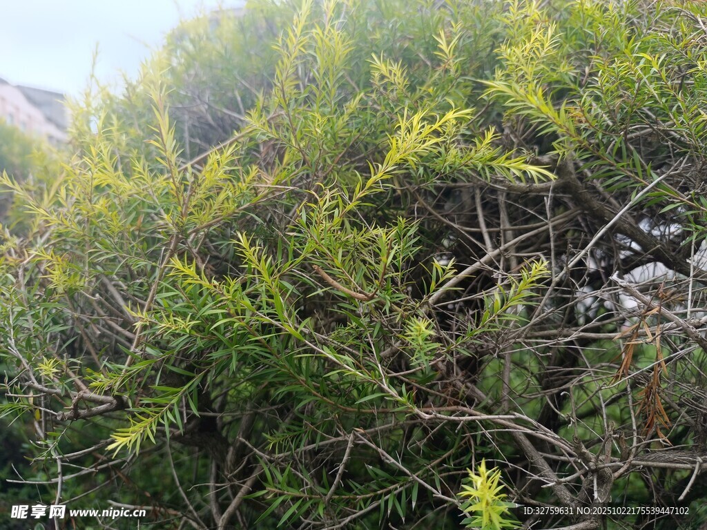 茂密葱郁的绿色灌木丛
