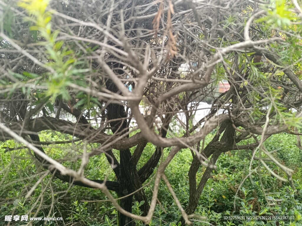 枯树旁的绿色植物景观