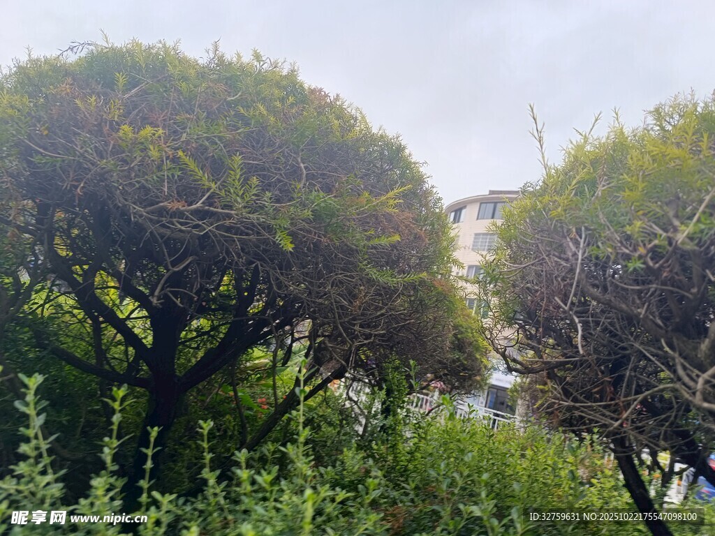 茂密绿植景观