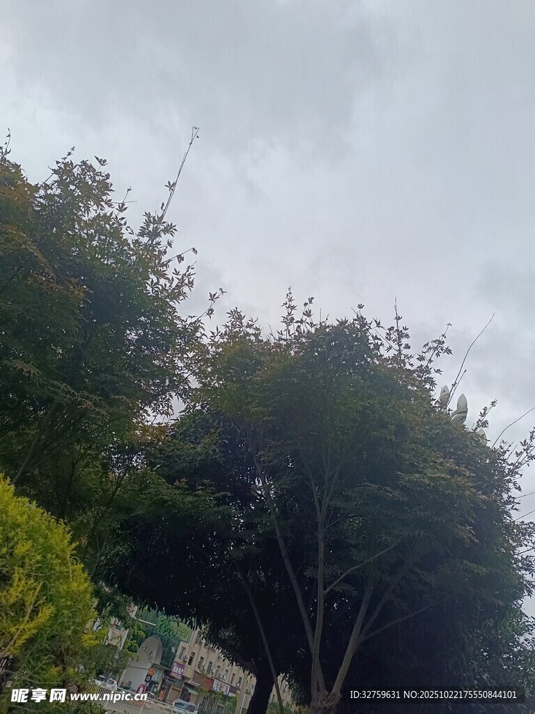 户外绿树景观