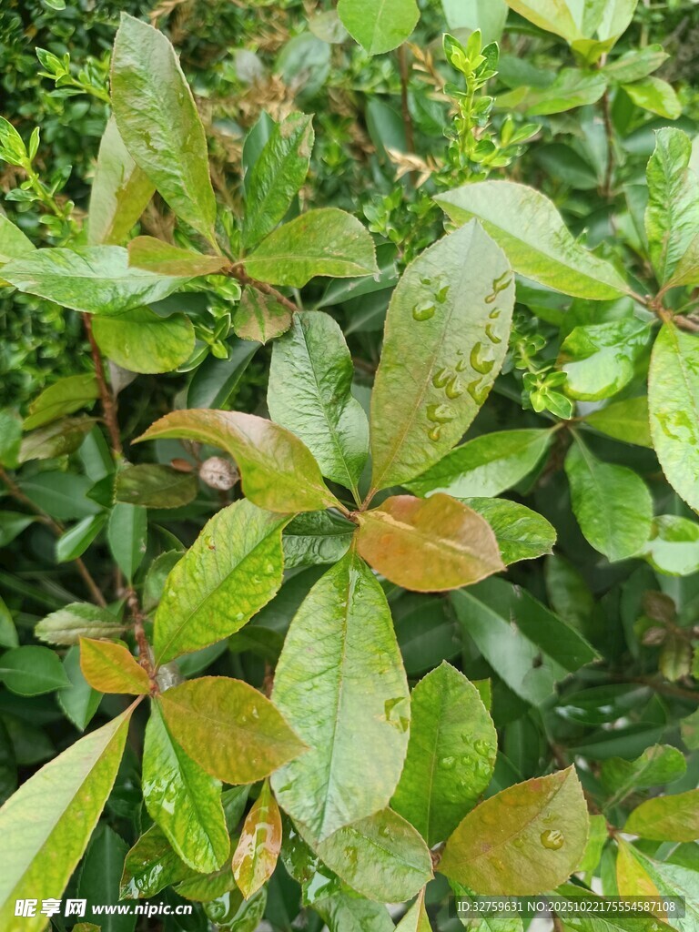 绿叶植物特写