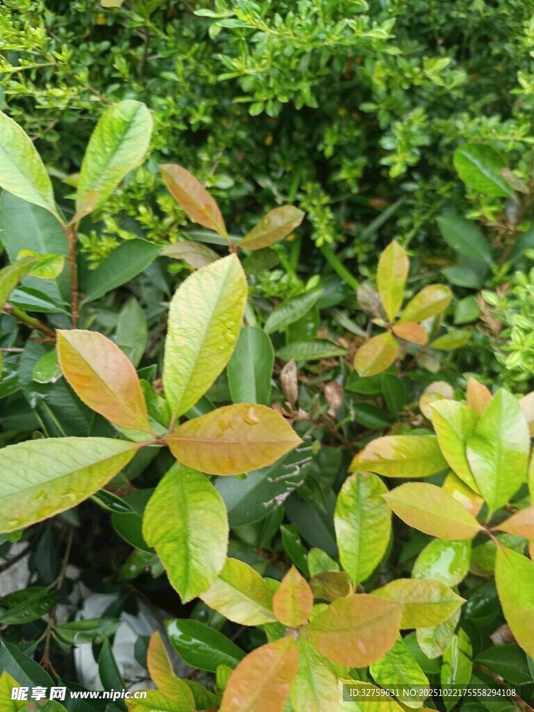 多彩叶片的绿植景观