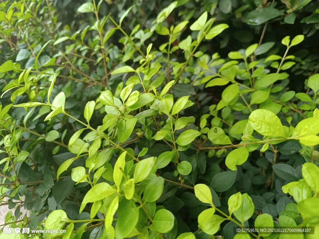 翠绿繁茂的灌木丛
