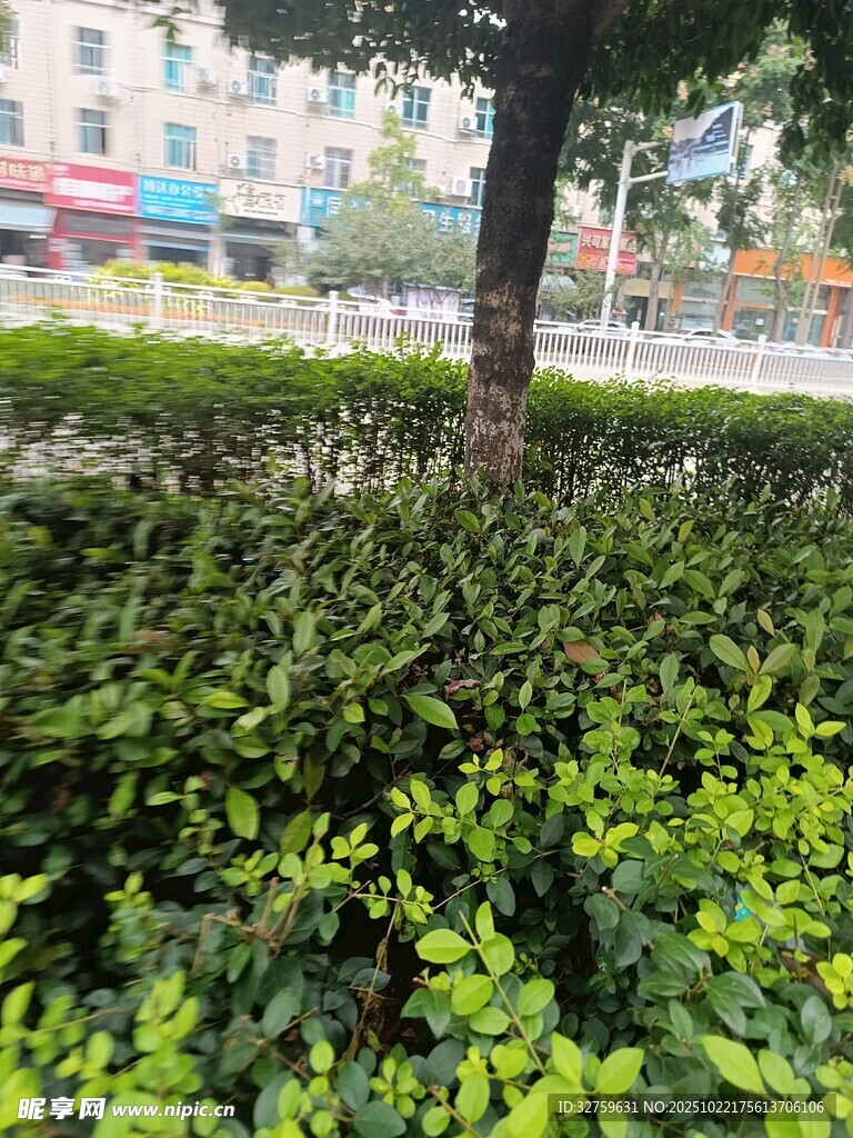 树下繁茂绿植景观