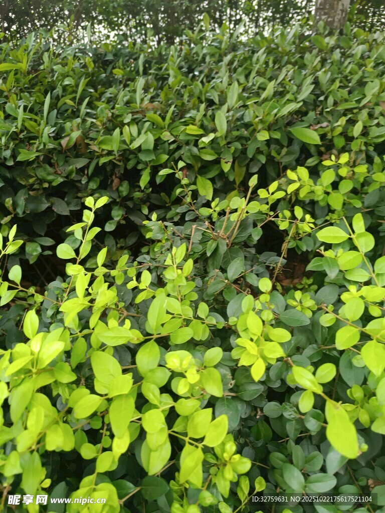 翠绿生机勃勃的植物景观
