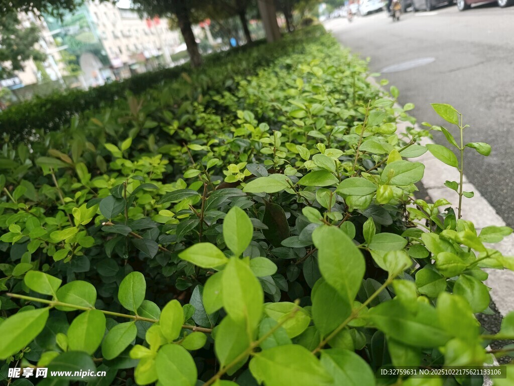 路边翠绿繁茂的植物景观